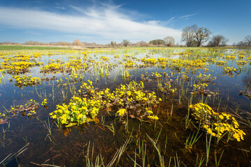 Yellow marsh-marigold growing in a wet meadow, March view