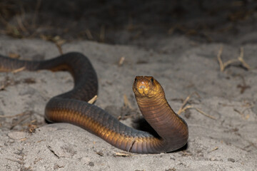 A highly venomous Anchieta’s Cobra (Naja anchietae) displaying its impressive defensive hood in...
