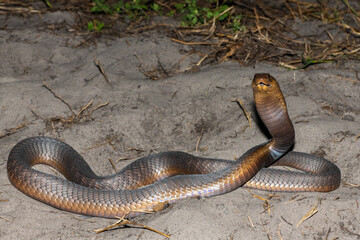 A highly venomous Anchieta’s Cobra (Naja anchietae) displaying its impressive defensive hood in the wild