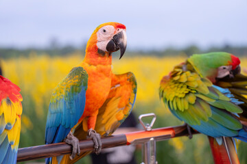 Hybrid shamrock macaw parrot  parrot Standing on an aluminum bar