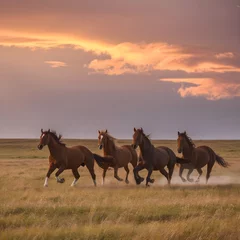 Foto op Plexiglas horses on the prairie © sasa