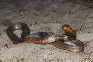 A highly venomous Anchieta’s Cobra (Naja anchietae) displaying its impressive defensive hood in the wild