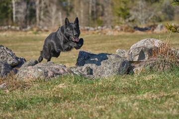 Obraz premium Beautiful black male German Shepherd dog on a sunny spring afternoon in a meadow in Skaraborg Sweden