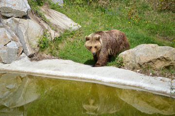 Brown bear at the pond