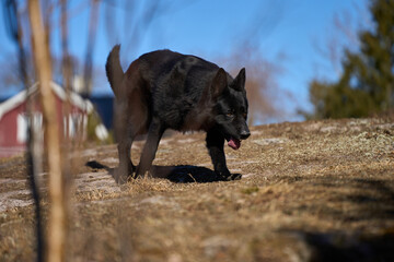 Beautiful black male German Shepherd dog on a sunny spring afternoon in a meadow in Skaraborg Sweden