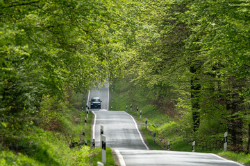 Small asphalt road going through the green woods