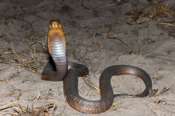 A highly venomous Anchieta’s Cobra (Naja anchietae) displaying its impressive defensive hood in...