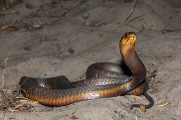 A highly venomous Anchieta’s Cobra (Naja anchietae) displaying its impressive defensive hood in...