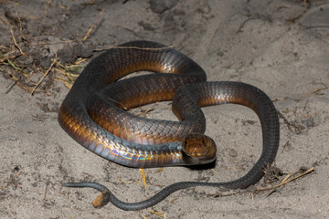 A highly venomous Anchieta’s Cobra (Naja anchietae) displaying its impressive defensive hood in the wild