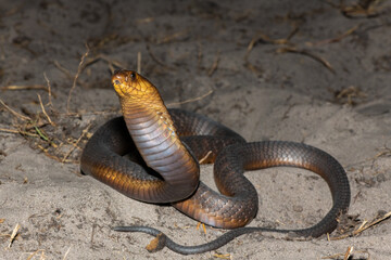 A highly venomous Anchieta’s Cobra (Naja anchietae) displaying its impressive defensive hood in...