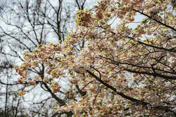 Keukenhof Tulip Garden