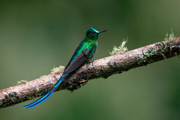 Beautiful, iridescent long-tailed sylph hummingbird (Aglaiocercus kingii) perched on an attractive...