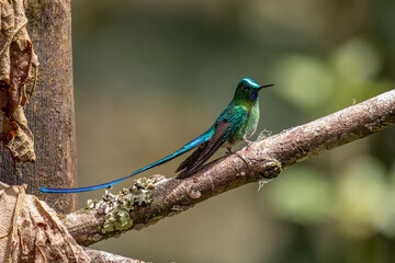 Beautiful, iridescent long-tailed sylph hummingbird (Aglaiocercus kingii) perched on an attractive...