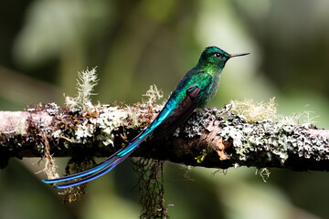 Beautiful, iridescent long-tailed sylph hummingbird (Aglaiocercus kingii) perched on an attractive branch.