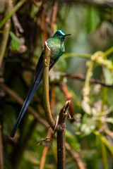 Beautiful, iridescent long-tailed sylph hummingbird (Aglaiocercus kingii) perched on an attractive...