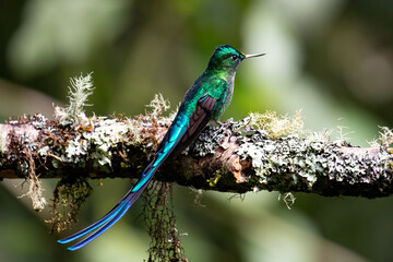 Beautiful, iridescent long-tailed sylph hummingbird (Aglaiocercus kingii) perched on an attractive branch.