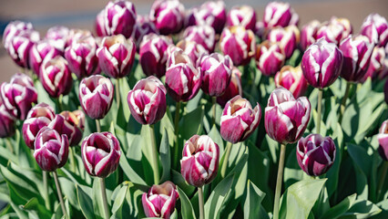 Fototapeta premium Keukenhof Tulip Garden
