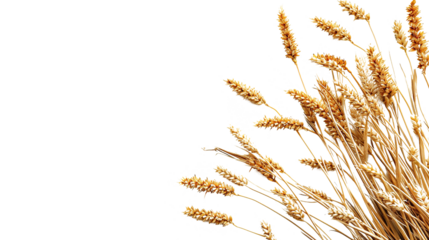 wheat as element in isolated white background