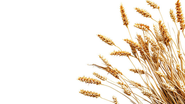 wheat as element in isolated white background