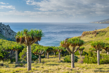 Fototapeta na wymiar Dragon trees and green landscape on Ponta de Sao Lourenco Madeira Island