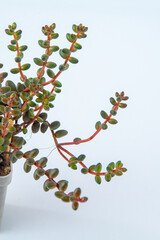 Sedum stahlii Coral Beads Stonecrop plant succulent in pot. Green little flower on white background