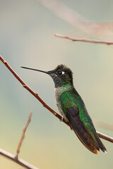 Beautiful Magnificent hummingbird (Talamanca hummingbird) perched on an attractive branch. The Talamanca hummingbird is endemic to Costa Rica.