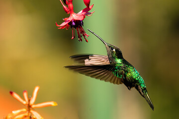 Beautiful Magnificent hummingbird (Talamanca hummingbird) in flight feeding on a pretty pink...