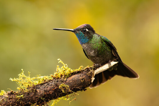 Beautiful Magnificent hummingbird (Talamanca hummingbird) perched on an attractive branch. The Talamanca hummingbird is endemic to Costa Rica.