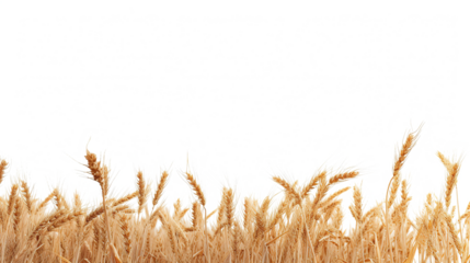 wheat as element in isolated white background