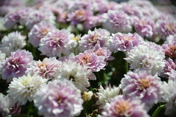 Zarte violette Chrysanthemen-Blütenmeer in Pastellfarben