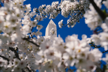 Washington Monument and cherry blossoms in the spring in DC USA