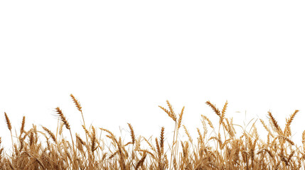wheat as element in isolated white background