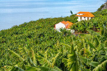 Traditional Madeiran houses in Funchal behind a banana plantation. Small farm on green hills over the Atlantic ocean