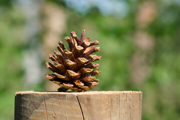 pine cone on a stump close-up