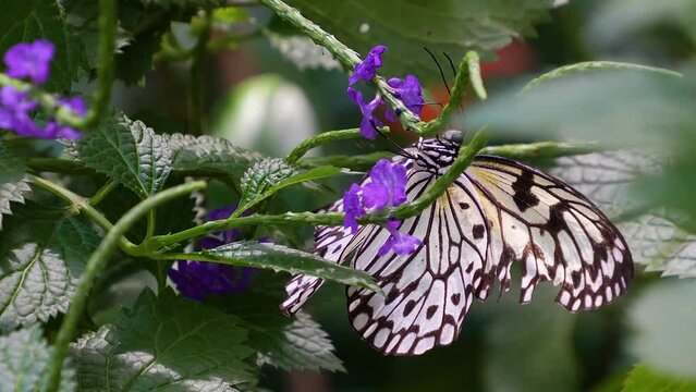 A tree nymph  butterfly in slow motion around a purple flower