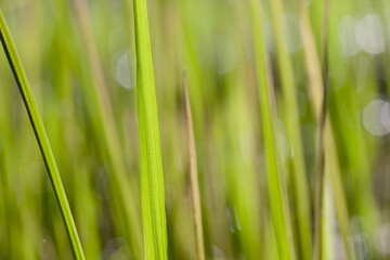 Fototapeta na wymiar green stem of grass in the sun