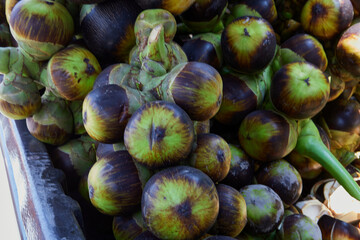 Bunch of ripe Palmyra  palm or toddy palm fruit