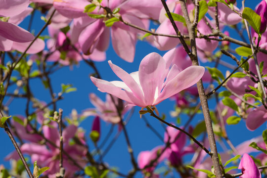 a pink magnolia flower close-up