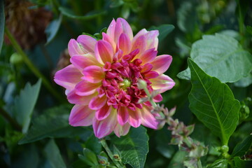 Obraz premium Zartrosa Dahlie-Pastellfarbene Blütenpracht im Garten