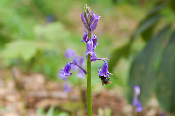 bee on a bluebell