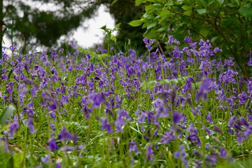Naklejka premium bluebell field