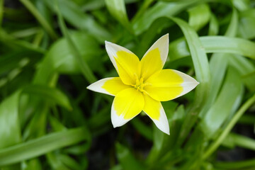 Kleine Stern-Tulpe von oben
