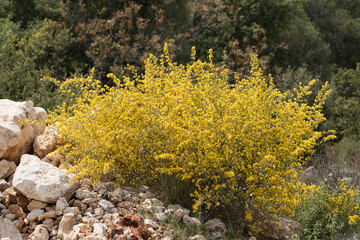 Hairy thorny broom (Calicotome villosa)  is a small shrubby tree native to the Mediterranean region.