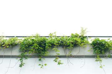 Vibrant Green Creeper Plant on Modern White Wall