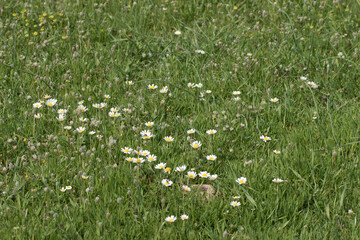 Corn chamomile (Anthemis arvensis) flowers in a field in Mediterranean region 