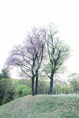 Blooming trees in spring