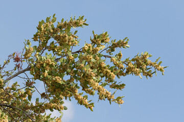 A flowering  branch of the bay laurel (Laurus nobilis)