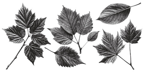 Set of leaves, old carved leaves leaf vector vintage illustration Leaf print.