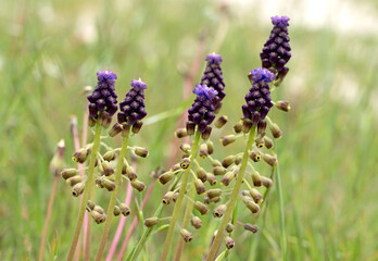 Tassel grape hyacinth (Leopoldia comosa) flowers in a field in Mediterranean region in springtime