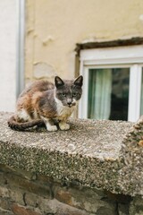 cat on the fence 